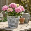 Shabby Chic -metallista valmistettu sydämenmuotoinen kukkaruukku, Ø22 cm, korkeus 17,5 cm | Floristik24.fi