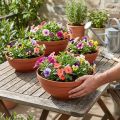 R-kulho muovia, terrakottaa, Ø 13 cm - 19 cm, 10 kpl | Floristik24.fi