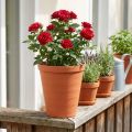 Ruusuruukku muovia 19cm terrakotta 1 kpl | Floristik24.fi