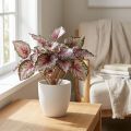 Keinotekoinen begonian pensas vihreä, violetti 34cm | Floristik24.fi