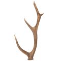 Floristik24 Koristeelliset tekosarvet, maalaismainen mökkikoriste, 50 cm