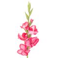 Floristik24 Keinotekoinen gladiolaas koristeellisilla kukilla, 88cm