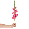 Keinotekoinen gladiolaas koristeellisilla kukilla, 88cm | Floristik24.fi