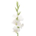 Floristik24 Keinotekoinen gladiolus, pitkävartinen, maljakoihin, 88 cm