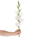 Keinotekoinen gladiolus, pitkävartinen, maljakoihin, 88 cm | Floristik24.fi