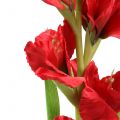 Floristik24 Gladiolus punainen 93cm