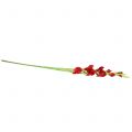 Floristik24 Gladiolus punainen 93cm
