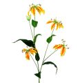Floristik24 Gloriosa-oksa oranssinkeltainen 90cm 1kpl