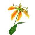 Floristik24 Gloriosa-oksa oranssinkeltainen 90cm 1kpl