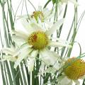 Floristik24 Keinotekoinen ruoho Echinacean kanssa valkoisessa ruukussa 56cm