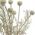 Floristik24 Kuivat ruohot keinotekoinen pampasruoho allium kerma, beige H60cm