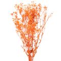 Floristik24 Vauvanhengitys kuivakukkakimppu Gypsophila 75cm 100g