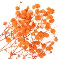 Vauvanhengitys kuivakukkakimppu Gypsophila 75cm 100g | Floristik24.fi
