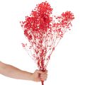 Kuivattua vauvanhengitystä (Gypsophila) nippu 75 cm 100 g | Floristik24.fi