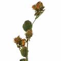 Floristik24 Hasselpähkinän oksa vihreä / ruskea 84cm