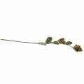 Hasselpähkinän oksa vihreä / ruskea 84cm | Floristik24.fi