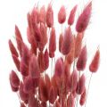 Floristik24 Kaninhäntäruoho Lagurus kuivattu vaaleanpunainen 60cm 50g