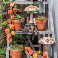 Puiset sienen deco syyslehdet valkoiset, värikäs syyskoristeet Ø13cm K19cm | Floristik24.fi