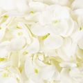 Keinotekoinen hortensia,