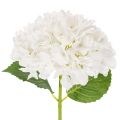 Floristik24 Tekohortensia pitkällä varrella koristeeksi, 48 cm