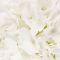 Tekohortensia pitkällä varrella koristeeksi, 48 cm | Floristik24.fi