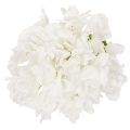 Tekohortensia pitkällä
