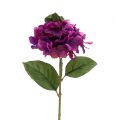 Floristik24 Hortensia violetti 30cm 3kpl