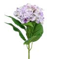 Floristik24 Hortensia violetti-valkoinen 60cm