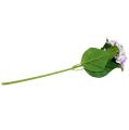 Floristik24 Hortensia violetti-valkoinen 60cm