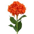 Floristik24 Hortensia oranssi 80cm 1kpl