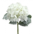 Floristik24 Hortensia valkoinen lumiefektillä 25cm