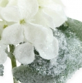Floristik24 Hortensia valkoinen lumiefektillä 25cm