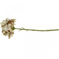 Floristik24 Hortensia tekokukka ruskea, valkoinen syyskoriste silkkikukka H32cm