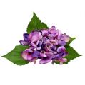 Floristik24 Hortensia violetti 33cm 1kpl