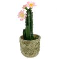 Floristik24 Kaktus ruukussa, vaaleanpunainen H 21cm