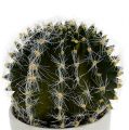Floristik24 Kaktus ruukussa Vihreä 14cm