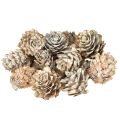Floristik24 Valkaistut kävyt, pienten käpyjen koriste verkossa, 2,5-3,5 cm, 500 g