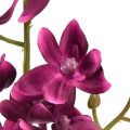 Floristik24 Pieni orkidea Phalaenopsis tekokukka Fuchisa 30cm