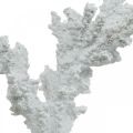 Floristik24 Merikoristelu korallinvalkoinen keinotekoinen koristeteline 11×12cm