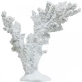 Floristik24 Merikoristelu korallinvalkoinen keinotekoinen koristeteline 11×12cm