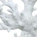 Floristik24 Merikoristelu korallinvalkoinen kesäkoristelu 14,5×14,5cm