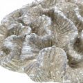 Floristik24 Merikoriste koralli beige valkoinen keinotekoinen polyresiini 23x20cm