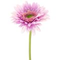 Floristik24 Keinotekoiset Gerberat Puutarhakukat, Violetit, 47 cm, 6 Kappaletta