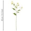 Tekokukka Gloriosa, valkoinen ja keltainen, elegantti kukkiva oksa koristeeksi, 80 cm, 3 kpl | Floristik24.fi