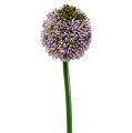 Floristik24 Tekokukat Allium Purple Ø10cm L65cm