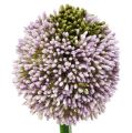 Floristik24 Tekokukat Allium Purple Ø10cm L65cm