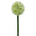 Floristik24 Keinotekoinen Allium Valkoinen Ø10cm L65cm