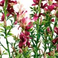 Floristik24 Tekoniittykukka monivuotinen vaaleanpunainen silkkikukkia tekokukkia 4kpl