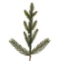 Tekokuusenoksa ja valkoiset