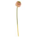 Floristik24 Keinotekoinen allium koristesipuli vaaleanpunainen vihreä Ø10cm L65cm
